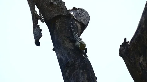 Iguana looking down Stock Footage 126726237