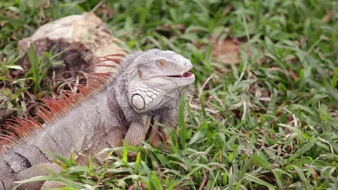 An iguana looking for food on the ground Stock Footage 250075219