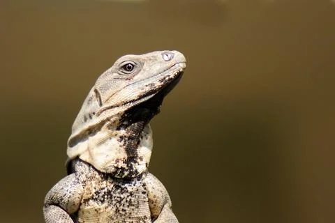 Iguana Looking Stock Photos