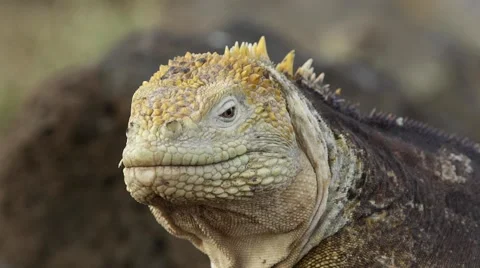Iguana looking towards Camera Stock Footage 58352946