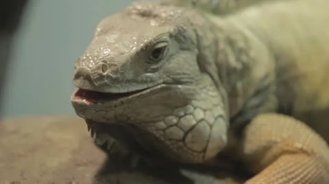Iguana lounges cu Stock Footage 24352006