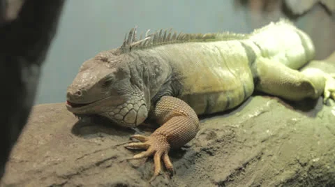 Iguana lounges Stock Footage 24352539