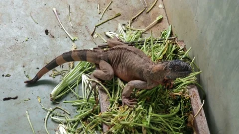 Iguana lying on its feeding container 스톡 동영상 218227982