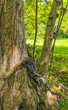 Iguana lying sitting on a branch of a tree Mexico. Stock Photos