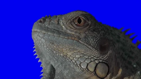 Iguana Macro Green Screen Effect Vídeos de archivo 83830855