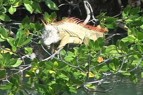 Iguana in Mangroves Stock Footage 98263647