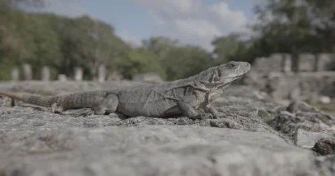 Iguana in mayan ruins Stock Footage 240739678