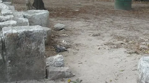 Iguana in Mexico Stock Footage 21887671
