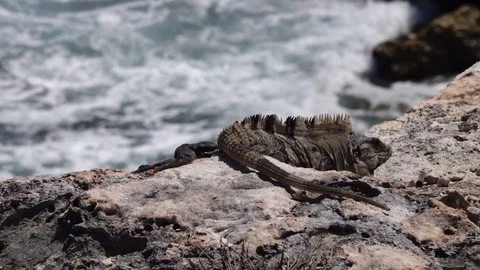 Iguana in Mexico Stock Footage 101833443