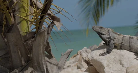 Iguana in Mexico  Stock Footage 240739887