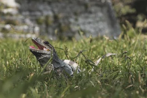 Iguana in Mexico Stock Photos