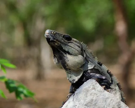 Iguana in Mexico Stock Photos