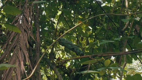  Iguana in the middle of the Amazon forest Stock Footage 76967895