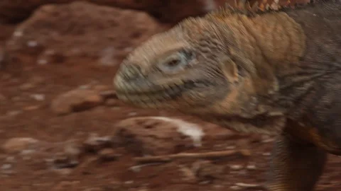 Iguana on the move Stock Footage 111229997