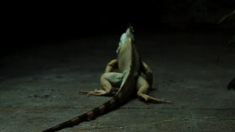Iguana moves away Stock Footage 113547449
