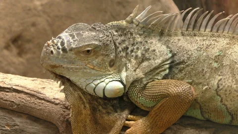 Iguana in nature Stock Footage 168319224