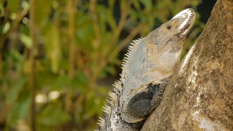 Iguana or ctenosaur climbing tree in the wild in costa rica, 1080p tripod Vídeo Stock 98928942