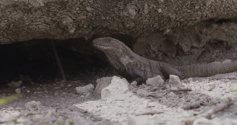 Iguana or lizard  in front of his cave Stock Footage 92191604