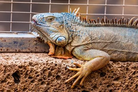 Iguana or lizard on stone Stock Photos