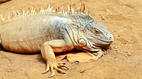 Iguana or lizard on yellow sand Stock Footage 49671326