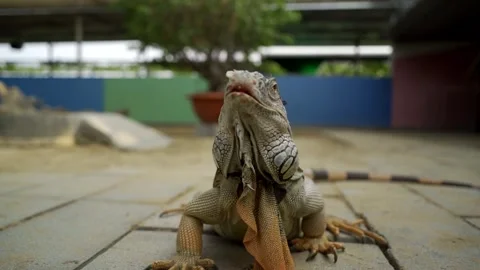 Iguana outside in ZOO Video stock 243404851