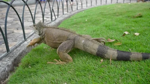 Iguana Park Stock Footage 231710760