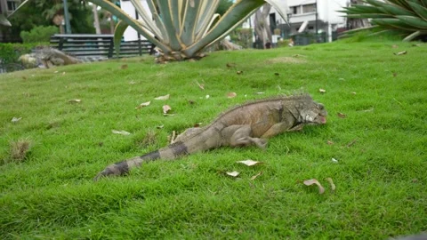 Iguana Park Stock Footage 231710803