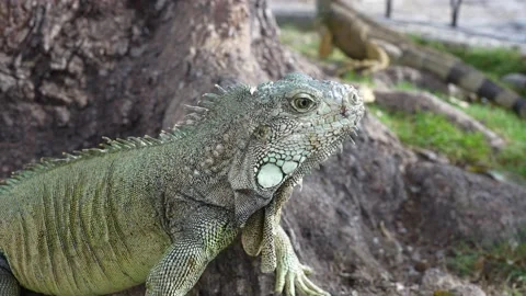 Iguana Park Stock Footage 231711020