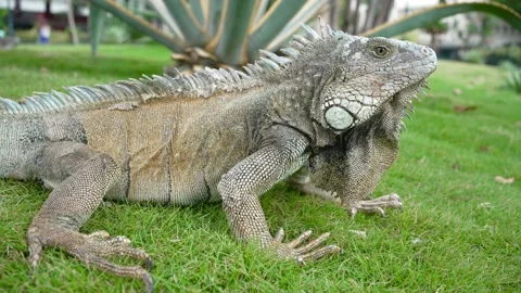 Iguana Park Stock Footage 231711066