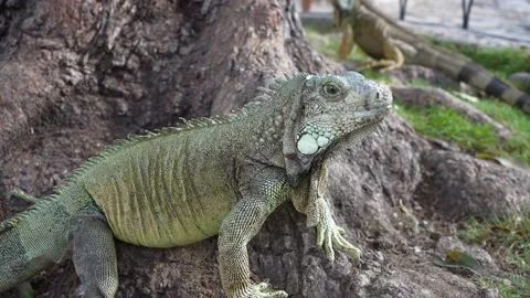 Iguana Park Stock Footage 231711068