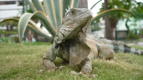 Iguana Park Stock Footage 231711070