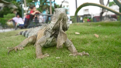 Iguana Park Stock Footage 231711200