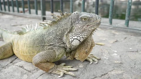 Iguana Park Stock Footage 231711206