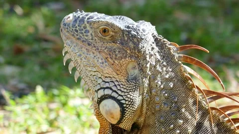 An iguana in a park in Miami, an iguana eats a tomato Stock Footage 268752641