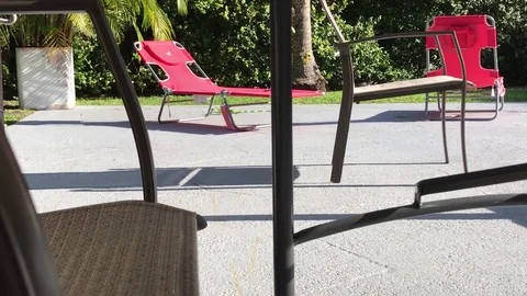 Iguana passing by Video stock 73156385