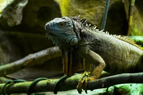 Iguana perching on tree branch Stock-Fotos