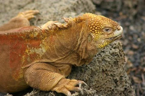 Iguana Stock Photos
