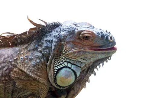 Iguana Фото