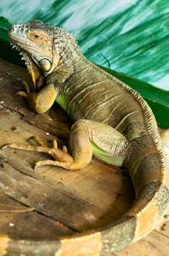 Iguana Foto stock