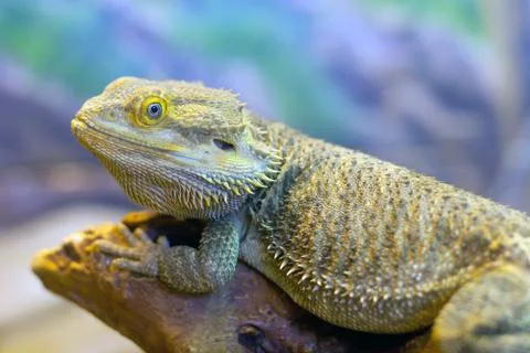 Iguana Stock Photos