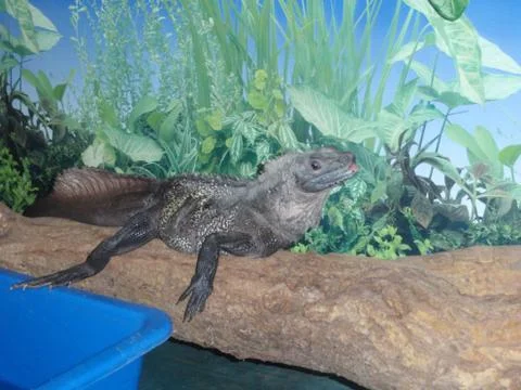 Iguana Stock Photos
