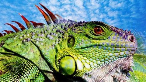 Iguana Stock Photos