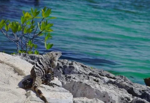 Iguana Stock Photos