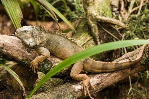 Iguana 스톡 사진