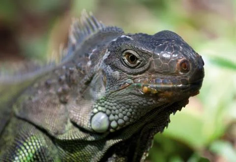 Iguana Stock Photos