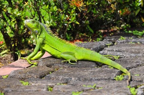 Iguana Stock Photos