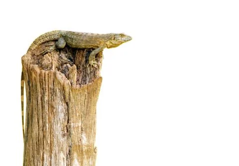 Iguana Stock Photos