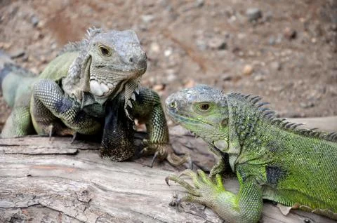 Iguana Stock Photos