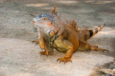 Iguana Stock Photos