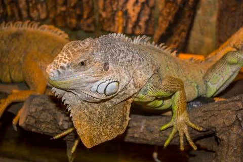 Iguana Stock Photos